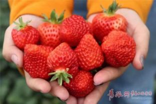 约起来 西海岸大场镇草莓采摘文化节3月15日开幕