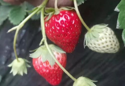 北京顺义乐享草莓采摘园玩法新体验 亲近自然,章姬草莓个大味甜