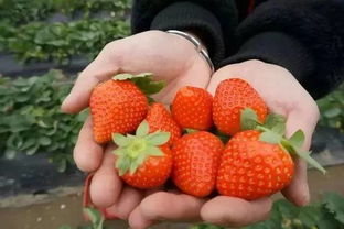 草莓控约起来 佛山最全采摘地图出炉