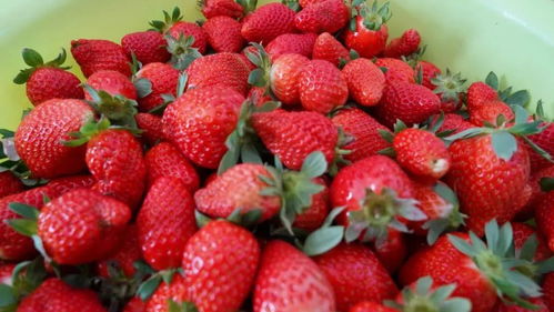 乡村振兴正当时 冬日草莓采摘 莓 你不行