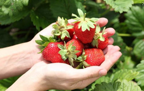 最攻略 草莓红了 广州采摘草莓地图,周末组队约起