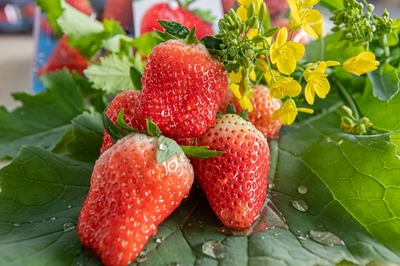 历城区品牌强农丨八福庄缘 从田间到餐桌的品质之路