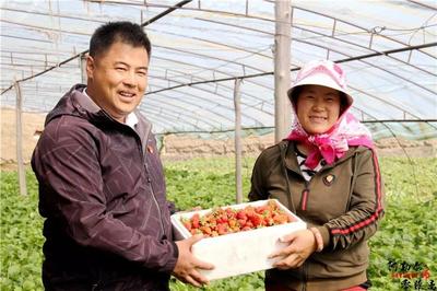 【脱贫攻坚】草莓红了 采摘“热”了!