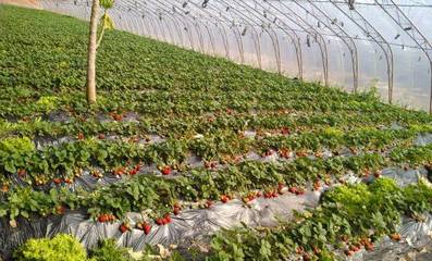 成都最全冬草莓采摘地图,看看有没有离你近的,去摘草莓咯~