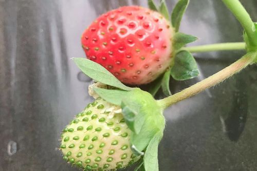 郑州摘草莓好去处 西禾草莓采摘园即将开摘
