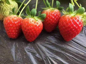 莓好时刻,大郑州周边草莓采摘园大全,周末走起