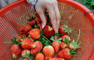 周末带着家人来场甜蜜之旅 一起去摘香甜美味的草莓吧