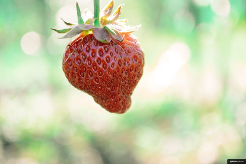 草莓 浆果 干 叶 水果 特写 美食摄影图片图片壁纸 美食摄影图片图片壁纸