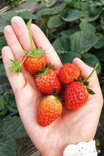 摘草莓啦 草莓采摘季来袭,与你共享 莓 好时光