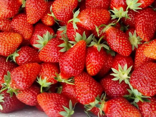 来来来 来延川聂家坪享受你的 莓 时 莓 刻