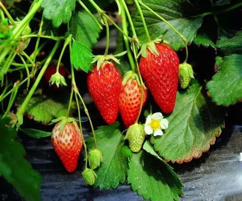 出发 跟着这份草莓采摘地图,品尝无锡冬日甜蜜