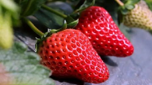 2018南京草莓采摘地图 拿好这份超详细攻略,周末就出发