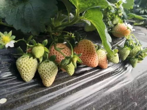 甜 这里有份草莓采摘地图