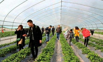 冬草莓熟啦 石板凳镇 草莓环线 采摘导游图新鲜出炉,小伙伴们快出发