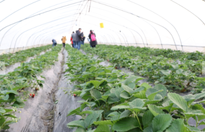 全国网媒走进安徽"草莓之都" 20万亩绿景初露朱颜