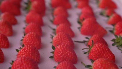 娄山关下“新农人”--徐纬博士和他的“草莓工厂”