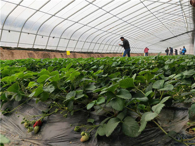 石家庄山前大道的有机草莓可以采摘了石家庄又增加一出游好去处