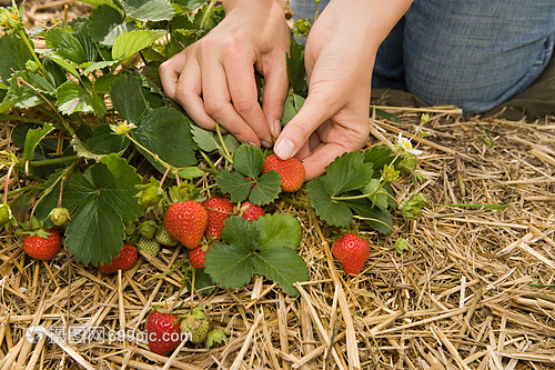摘草莓的女人