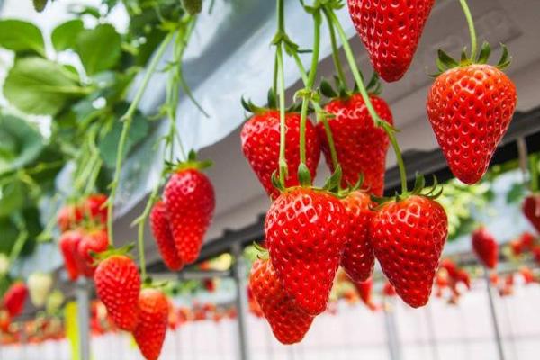 2022北京草莓采摘园哪里好 北京采摘草莓好去处_旅泊网