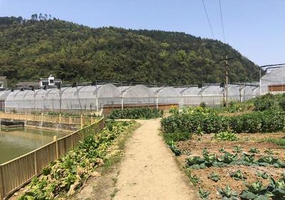 一口气打探6家重庆的草莓园,摘草莓钓鱼烧烤都有