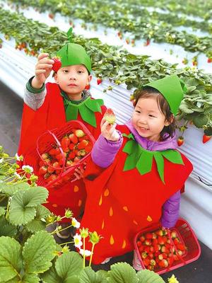 盐都小草莓 甜润万民心