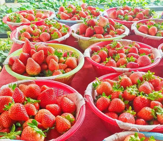 新疆铁门关 小草莓长成 致富果