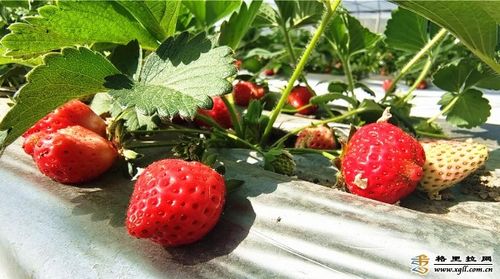 草莓熟了 士旺村草莓采摘正当时,快约起来