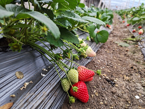 草莓采摘园