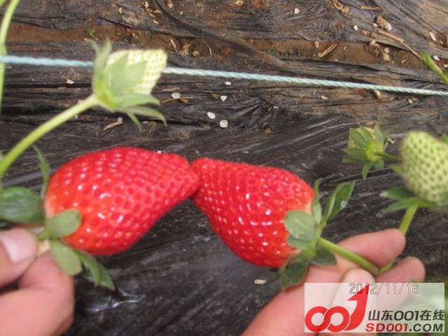 快乐2013张而草莓采摘快乐起航啦