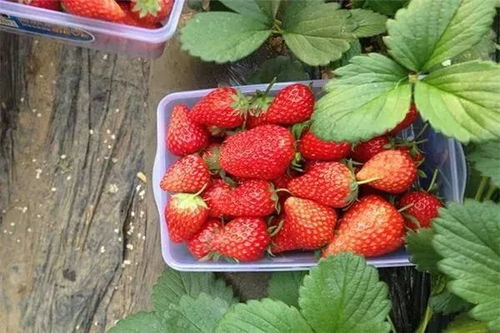 冬天草莓采摘季,找个好日子,就约了吧