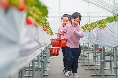 屡夺全国金奖,年产值6亿元!小草莓如何"长"成亿元产业