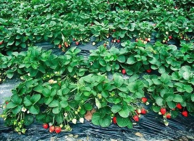 震惊,西安这么多草莓采摘园竟都不知道