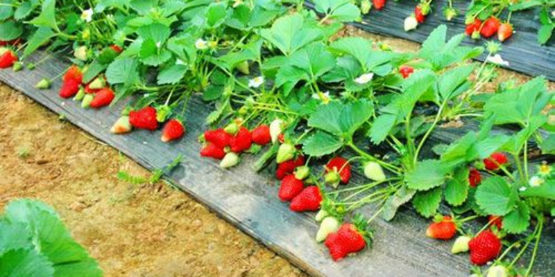 兴寿同聚缘草莓采摘园门票价格-兴寿同聚缘草莓采摘园门票预订-兴寿同聚缘草莓采摘园