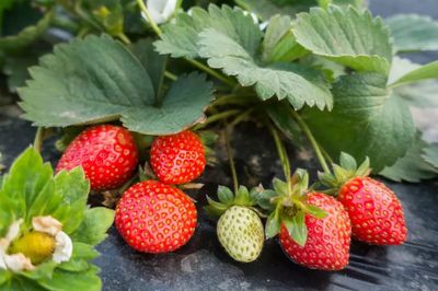 草莓红了!深圳各区草莓采摘地盘点!地址、价格、路线都在这了!