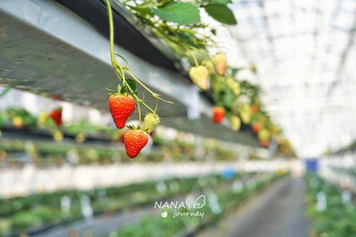 溧水这个地方的草莓很特别,不用弯腰采摘,草莓大又甜