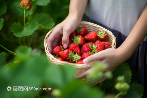 新鲜采摘的草莓