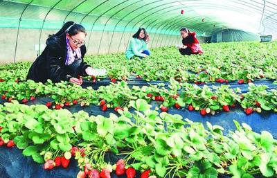 游客在农垦绥滨农场草莓采摘园享受采摘乐趣