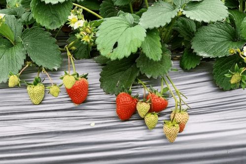 2021成都10大草莓采摘地,当天就能打来回