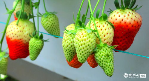 乡村振兴,产业先行 草莓采摘园里硕果累累