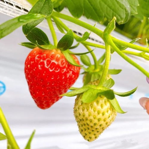 长沙摘草莓去哪里好 地址 电话 价格