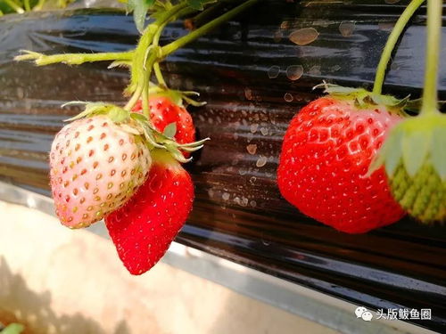 采摘去 鲅鱼圈这里的草莓熟了 各式新品种 无公害等你来尝鲜