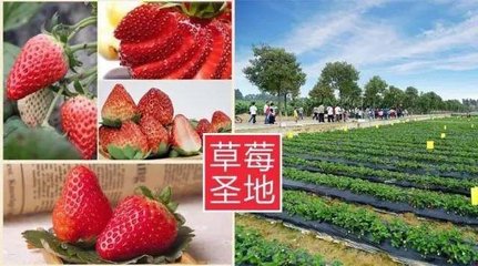 草莓成熟时!东莞采摘草莓最全攻略!快收藏!