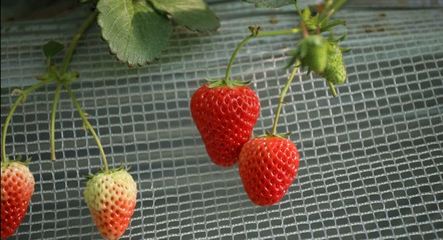 春节休闲干啥去?走,来海淀摘草莓!(附采摘园地址、电话)