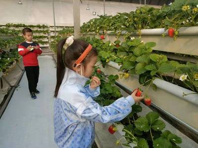 潍城:草莓采摘园助力宜居宜业新农村