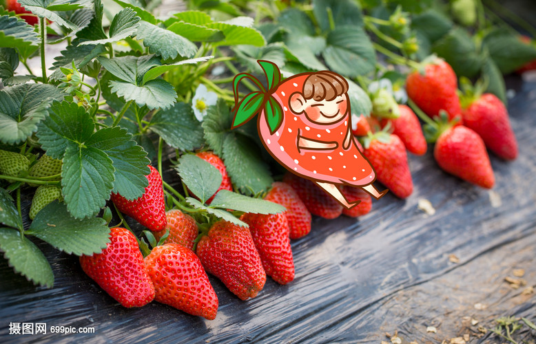 等待采摘的草莓