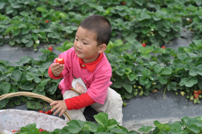 4月宝宝群集体采草莓,大家快来看~P4猫头P5牛牛P6大小乐乐 - 丫丫网 1-3岁版