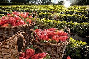 2020年上海户外亲子活动烧烤野炊采摘开心游