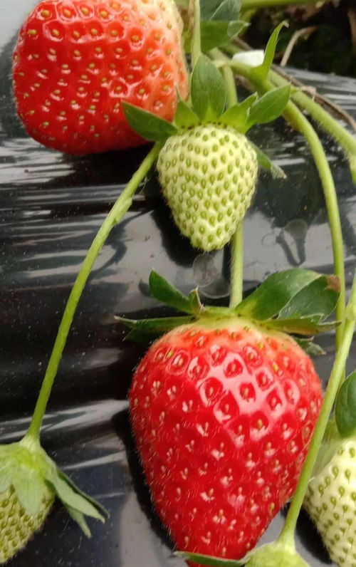 荣昌本地草莓熟啦 采摘路线出炉