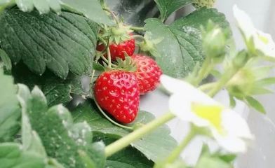 温岭最新最全摘草莓地大盘点(内含挑草莓秘籍)!天气晴好约起来~