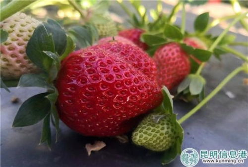 富民县草莓熟了 邀游客享冬日 莓好时光